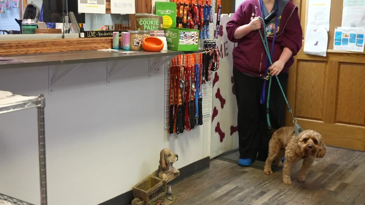 Nana and Paws dog daycare owner gives safety tips to pet owners as snow filled weather approaches