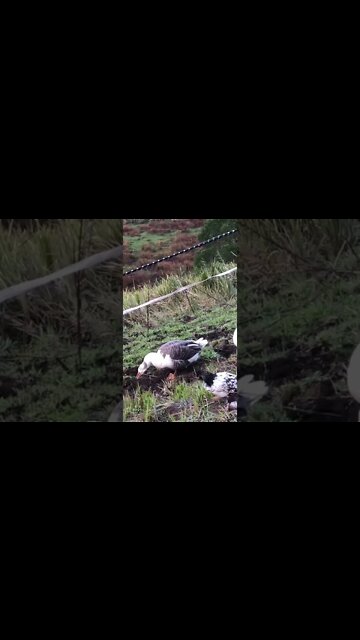 Free range farm birds