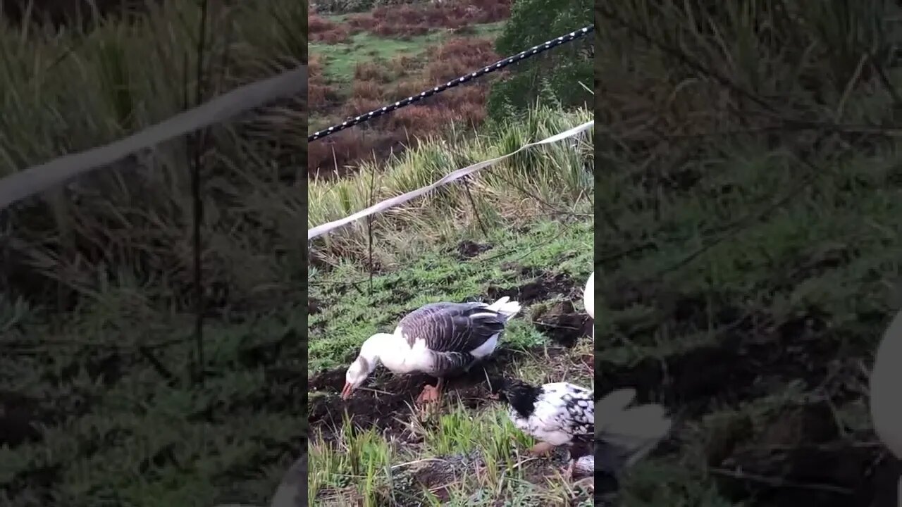 Free range farm birds