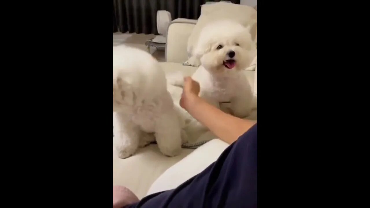 All attention on me...🐕🐾😅