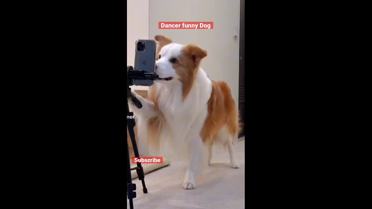 dog dance funny video