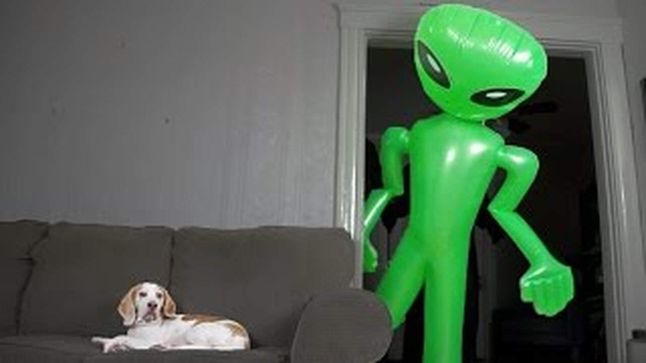 Dog Unfazed by Giant Alien: Funny Dog Maymo