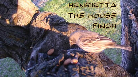 Henrietta the House Finch