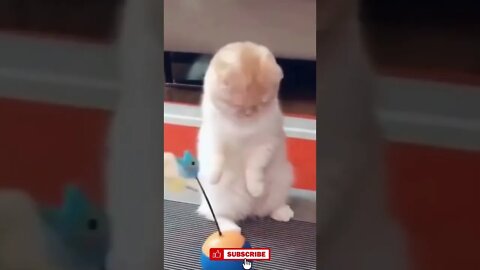 Try Not to laugh Cat, funny compilation 1, Funny cute cats lovers, #Shorts