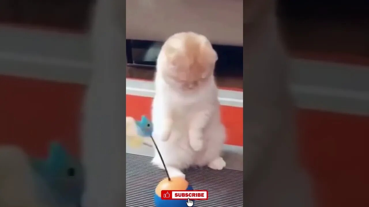Try Not to laugh Cat, funny compilation 1, Funny cute cats lovers, #Shorts
