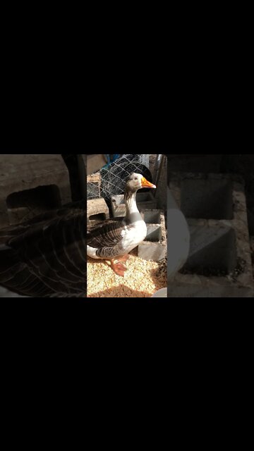 Goose attacked me while I was filming about him attacking me