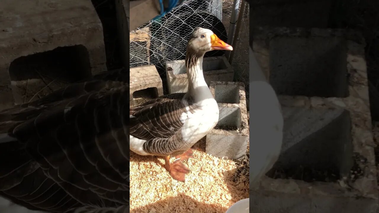 Goose attacked me while I was filming about him attacking me