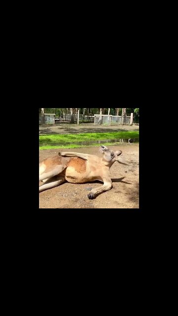 o canguru mais sexy da internet 🤣🤣🤣