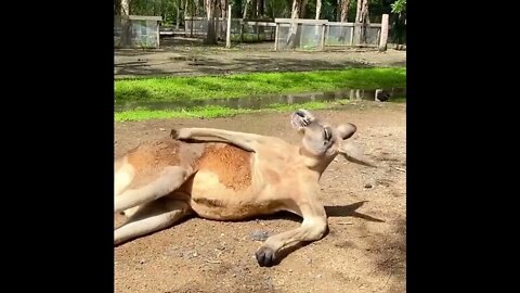 o canguru mais sexy da internet 🤣🤣🤣