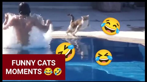 Funny moments cat 😺