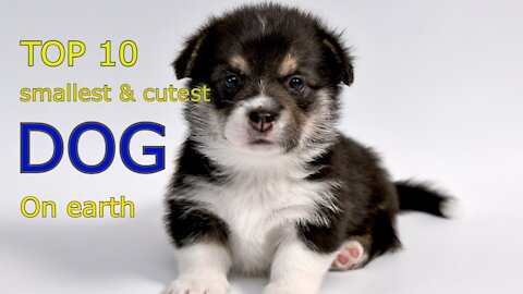 Top 10 smallest and cutest dog on earth