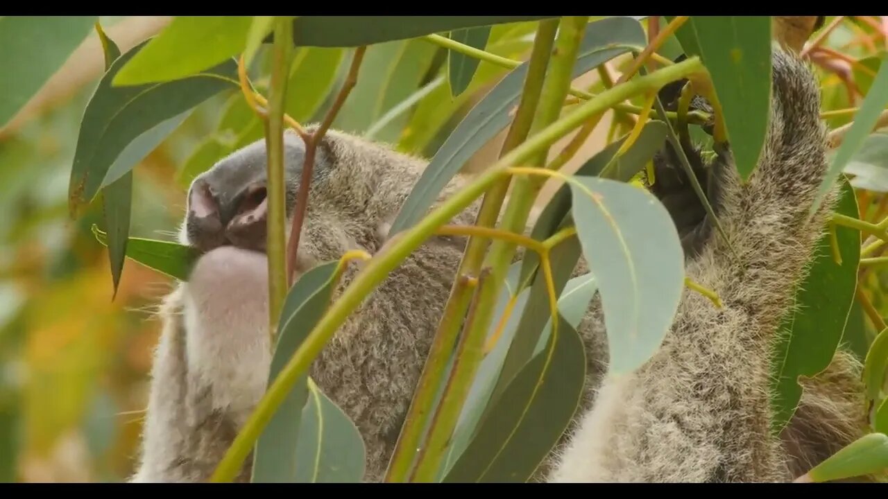 Koala eating eucalyptus leaves - marsupial native to Australia (2)