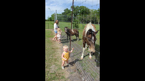 West Sandy Creek Winery Horses