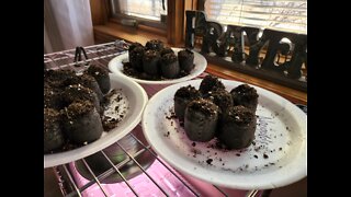 Combat Food Shortages - Start Seedlings Indoors