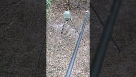 Deer feeder