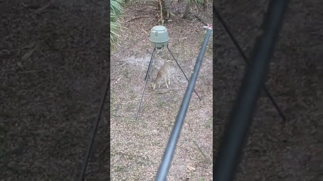 Deer feeder