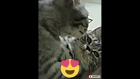 Cute animals video, funniest animals and comedy animals video