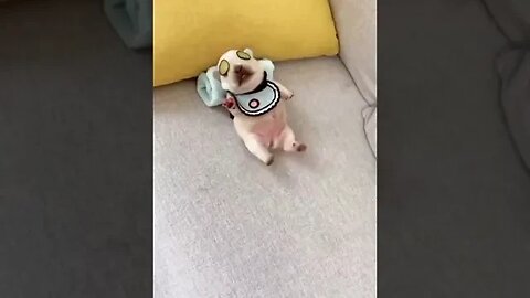 Cute Little Sleepy Dog #cutepets #funnyvideo #cuteshorts