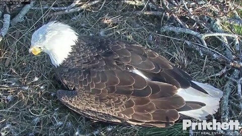 Congratulations Harriet and M on the arrival of egg #2. 4:45pm 12-19-20