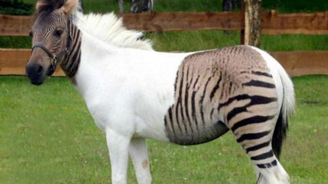 Zebra Horse Hybrid