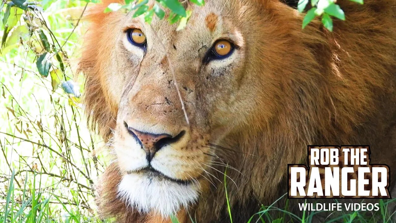 Lions Watching Vultures Clean Up Leftovers | Maasai Mara Safari | Zebra Plains