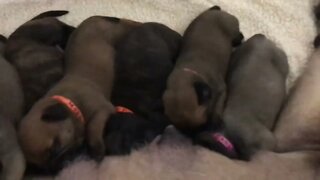 Puppies nursing. LonelyCreek bullmastiff Ch Chip