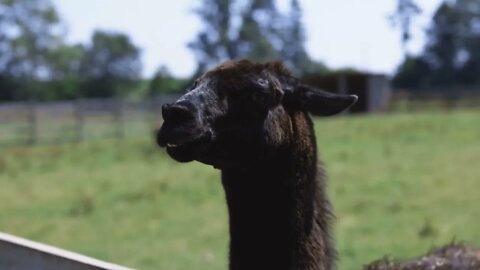 Llama face close up Green leaves background The mane is swaying in the wind Zoo creatures Black