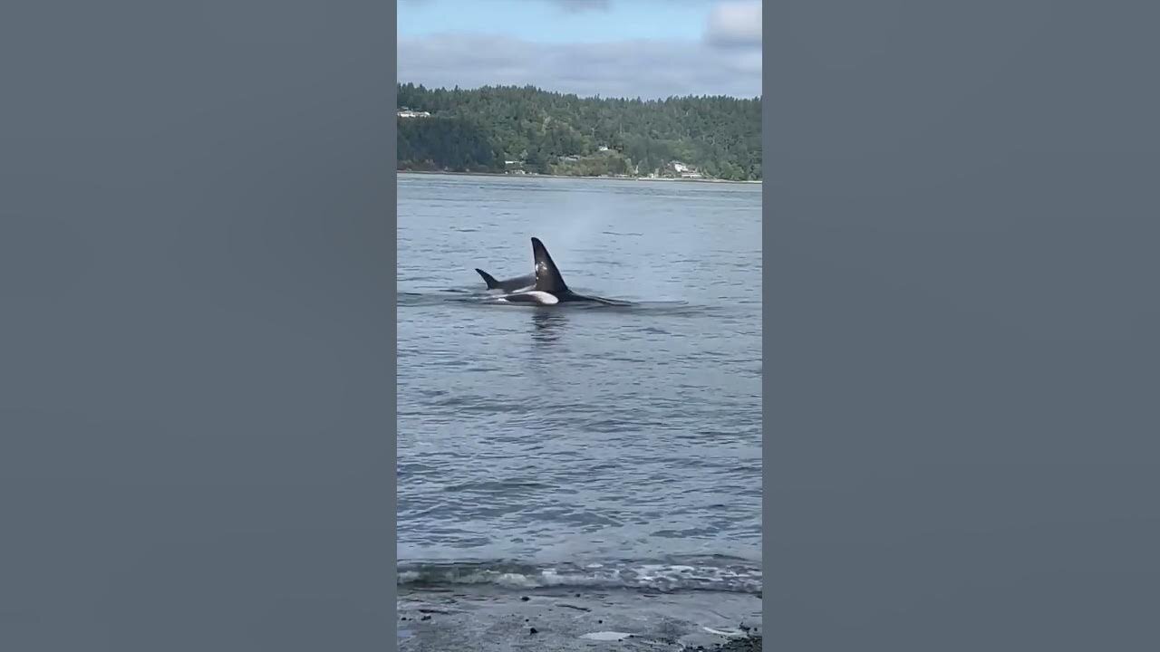 Orcas' dramatic seal hunt stuns onlookers in Tacoma, Washington