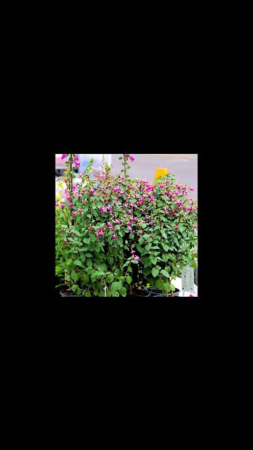 A few photos of market day in Ripon.