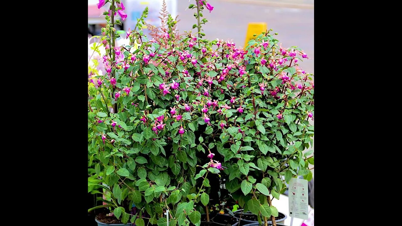 A few photos of market day in Ripon.