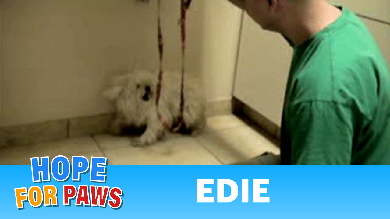 Cute Poodle Rescued Just Hours Before Euthanasia