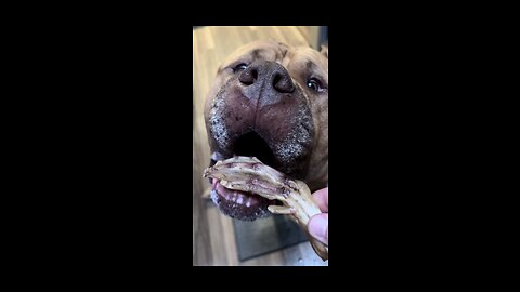 MASSIVE Pit Bull munchin on duck feet! 🦁😋🦆