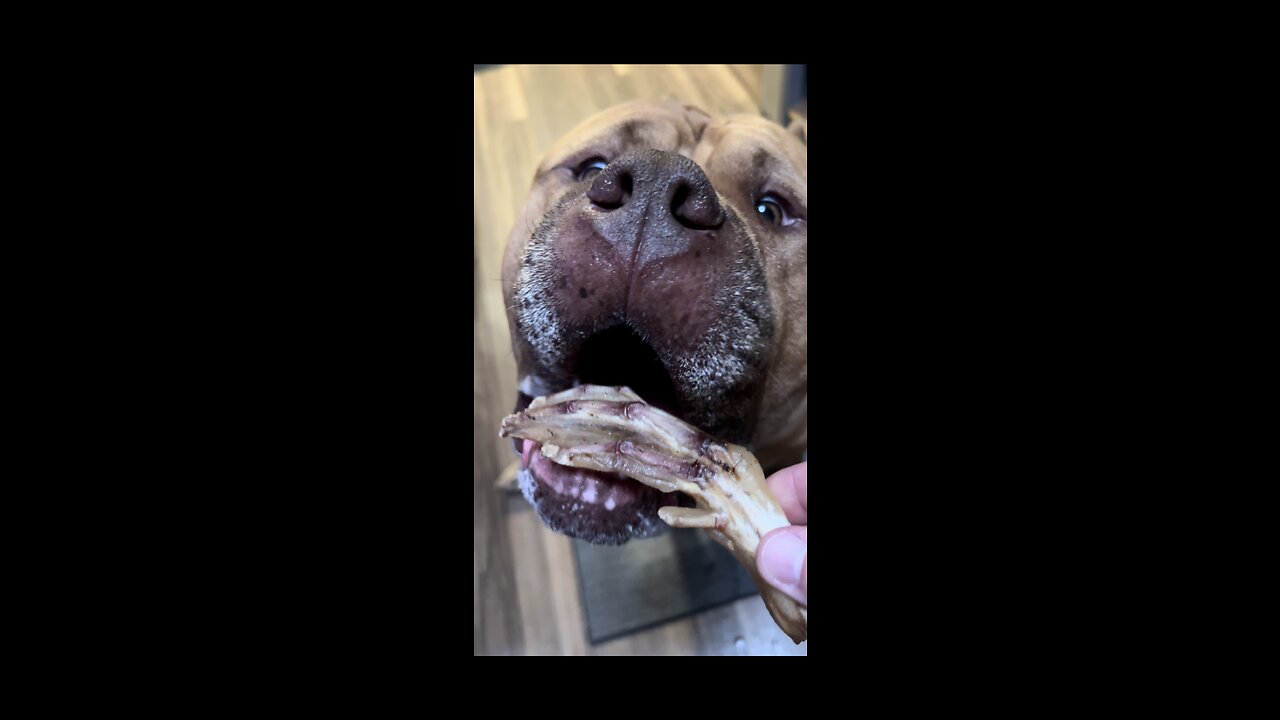 MASSIVE Pit Bull munchin on duck feet! 🦁😋🦆