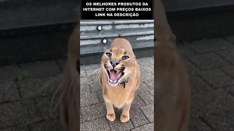 disseram o gatinho era manso 😳😳😳