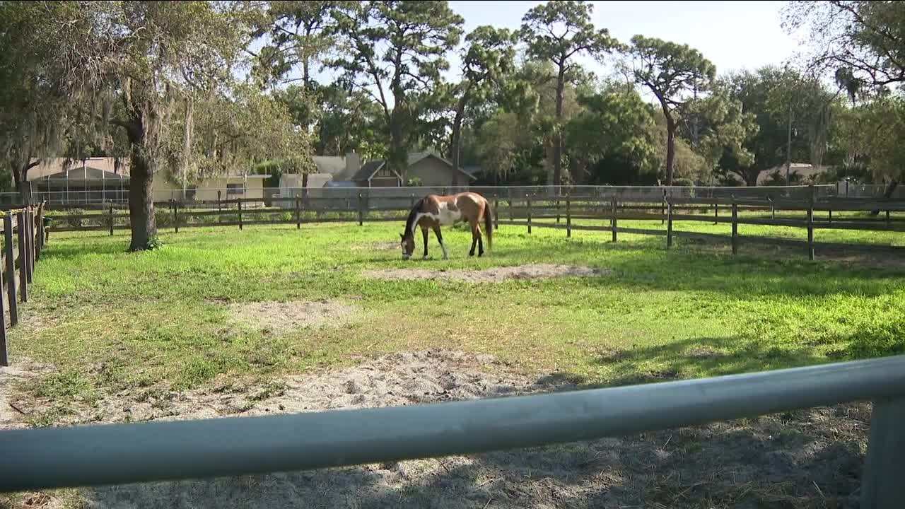 Seminole nonprofit uses horses to help those with disabilities gain independence, strength