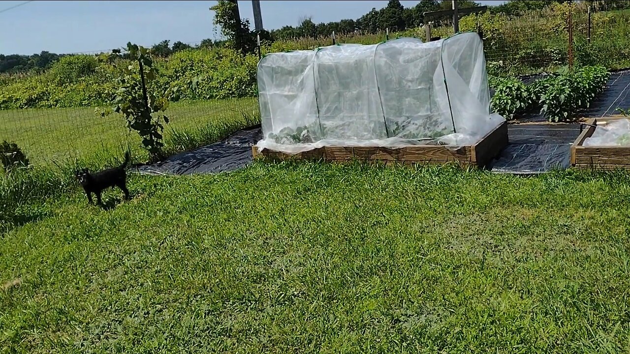 Early August Garden Tour