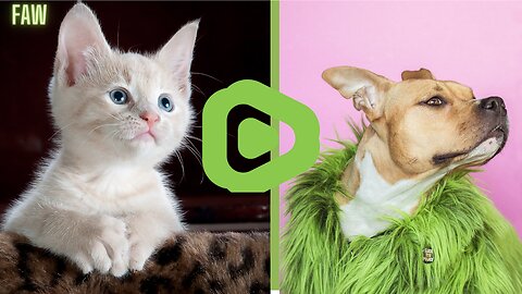 FUNNY CATS MOMENT