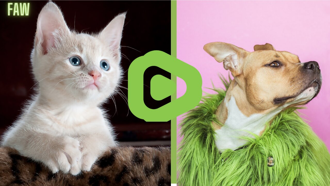 FUNNY CATS MOMENT