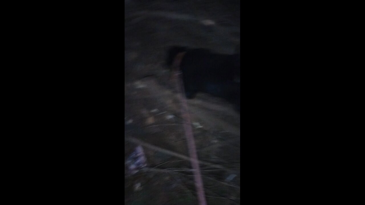 rotwiler attacking big mouse