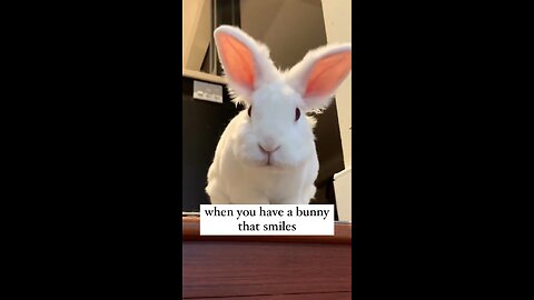 Rabbit funny reaction