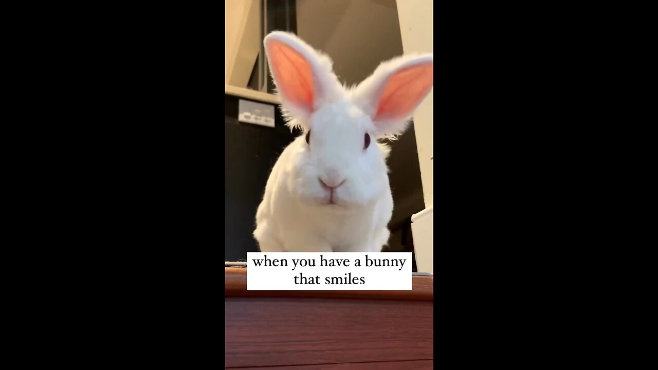 Rabbit funny reaction