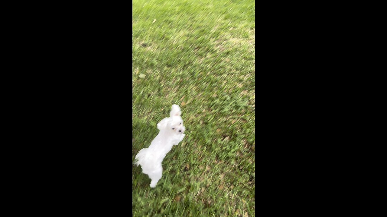 Fetch Dog