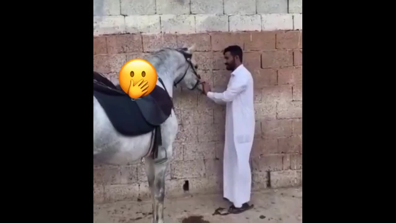 funny videos