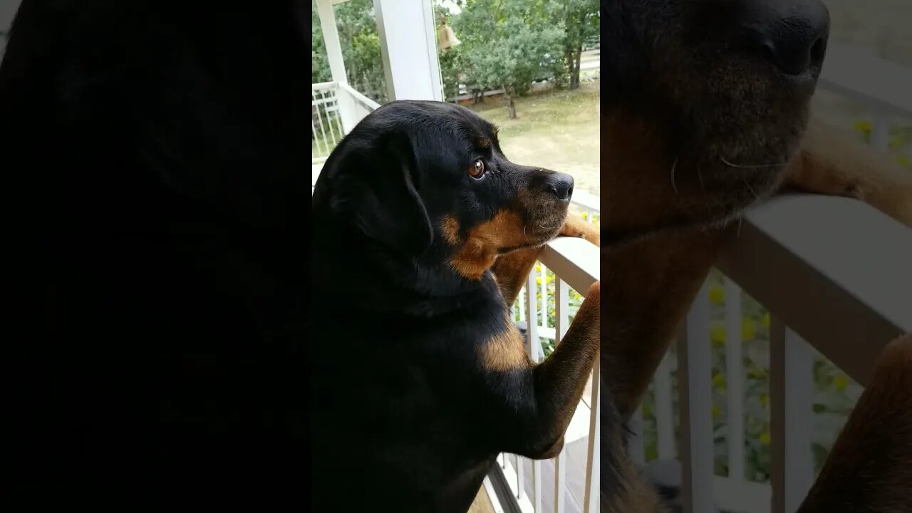 Rottweiler Fire And Flames #Shorts #rottweiler 💖