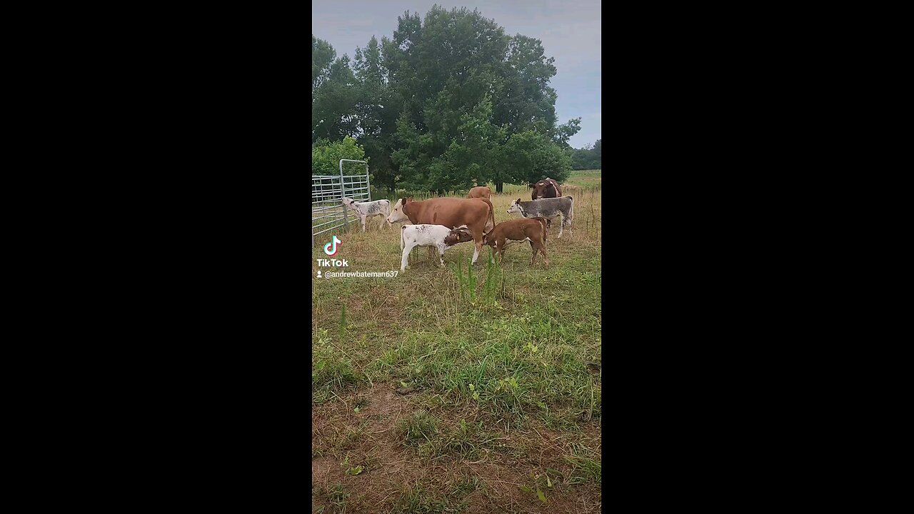 Cow feeding son and granddaughter.