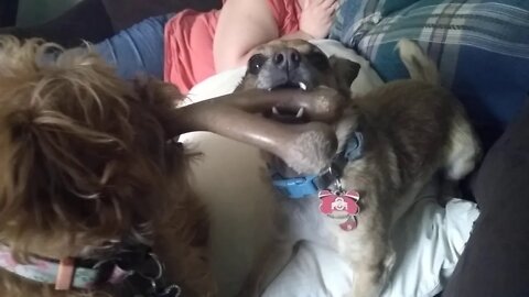 Bella and Rocko Tusseling Over Their Dog Bone