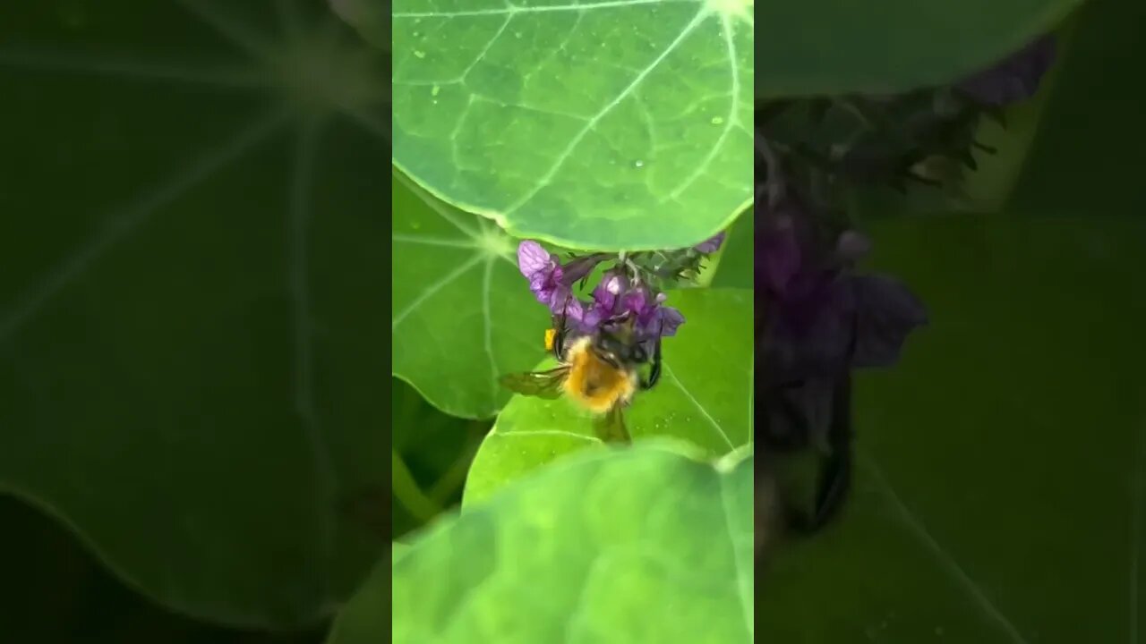 Busy 🐝 #beekeeping #bumblebee #nature