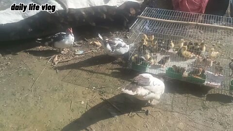 Vit parents in law children in cages | daily life vlog