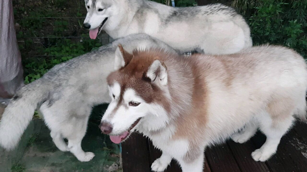 Drinking water, splashing husky puchitan...