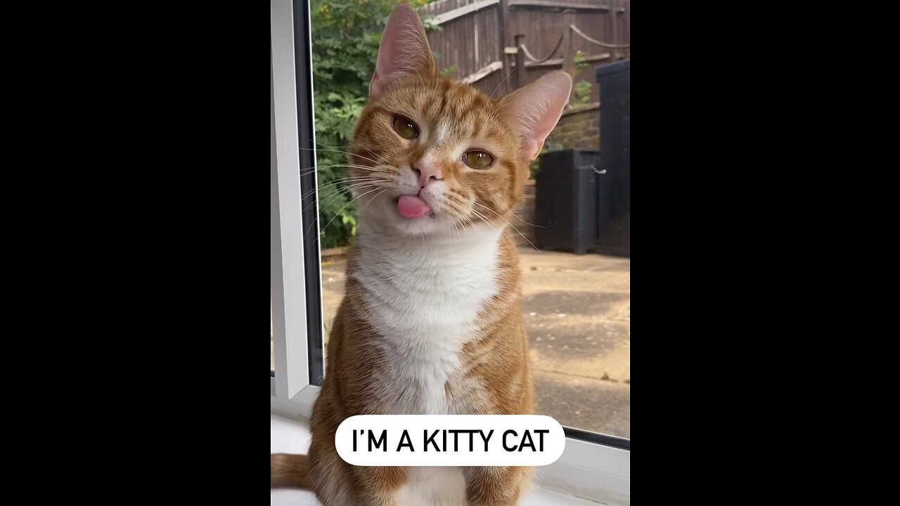 Come on kitties come play with me 💖